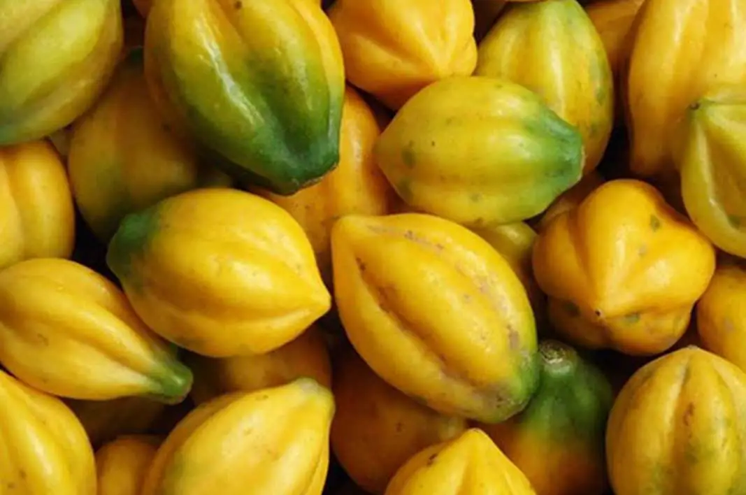 Cara Memilih Carica Berkualitas Baik Sebelum Diolah: Panduan Lengkap untuk Hasil Olahan Terbaik